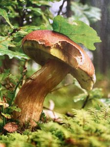 Der bleibt im Wald