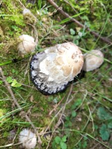 Schopftintlinge