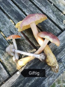 giftig bis Holzritterling