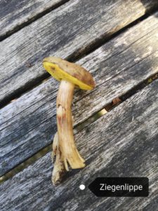 zIEGENLIPPE
