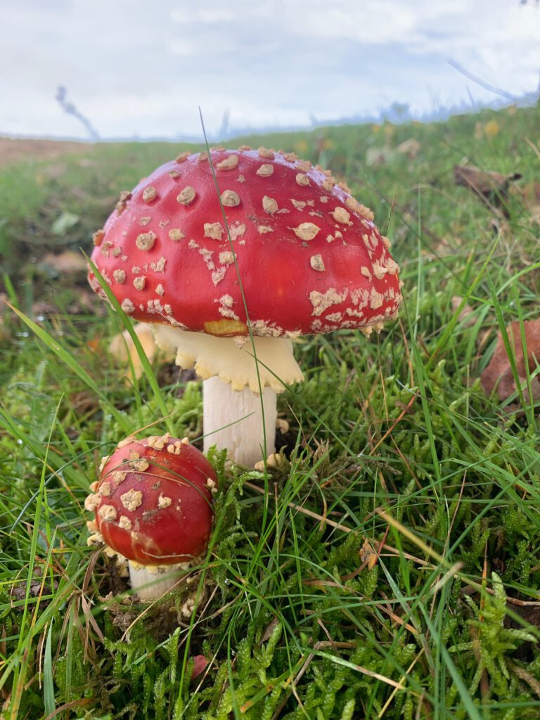 Giftiger Fliegenpilz